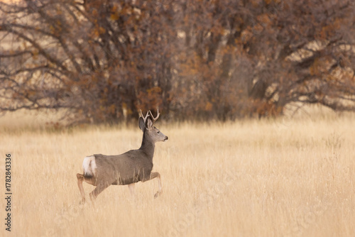 A young mule deer buck trots through a field of autumn brown grass with a cluster of scrub oak still holding a few red leaves in the background at dusk in the Southern Utah USA mountains.