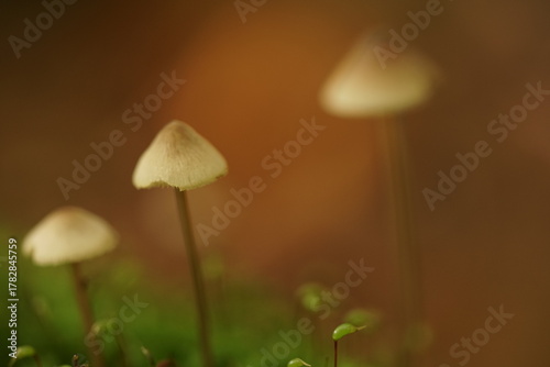 Pilze im Wald zur herbstlichen zeit