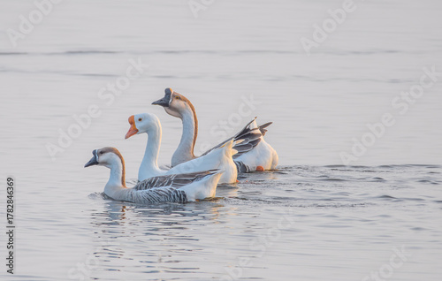Three Chinese Geese