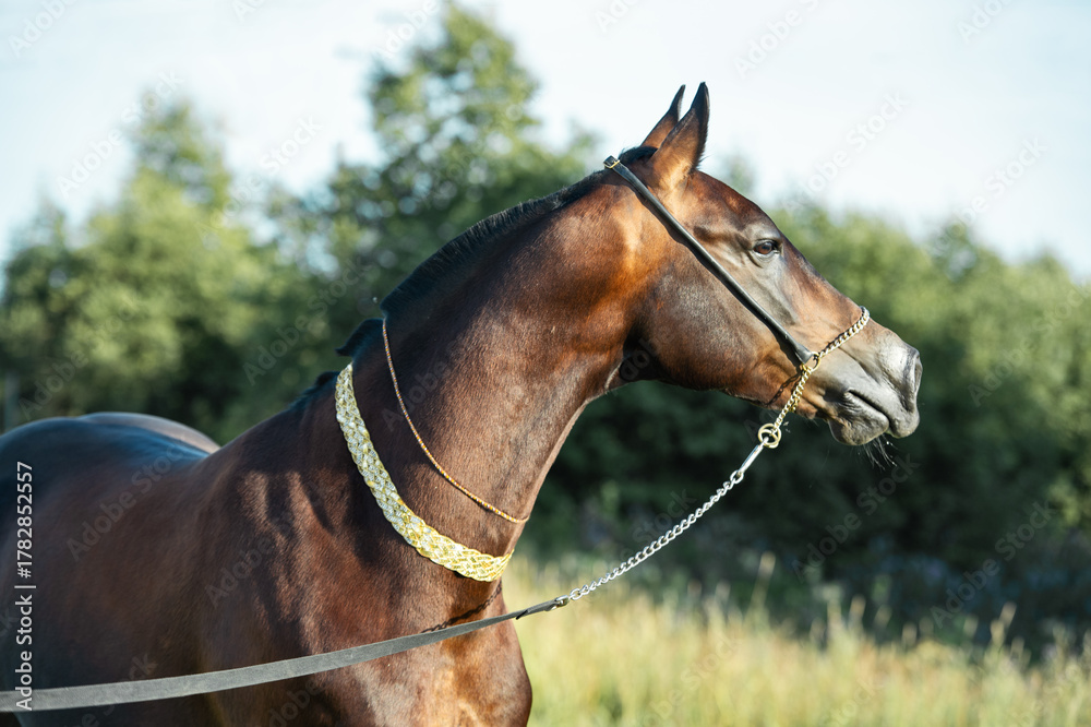 Obraz premium portrait of beautiful dark bay Akhalteke stallion posing in field. sunny evening