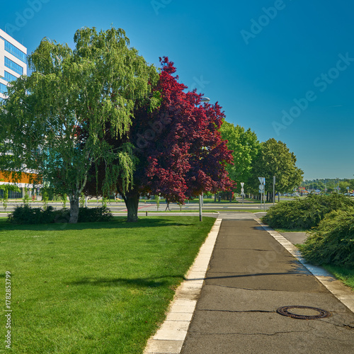 Scenic Pathway Beside Lush Trees in Urban Setting Under Clear Blue Sky