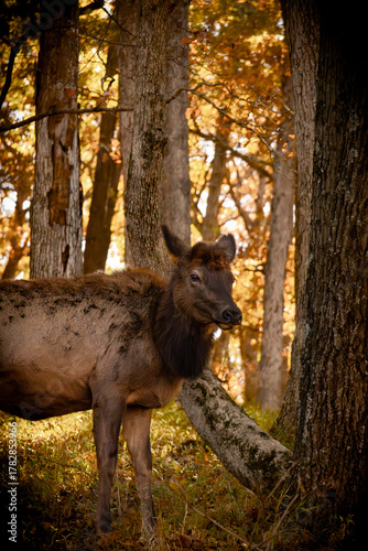 Lone Elk Park