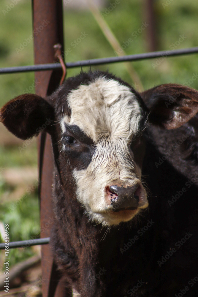 Fototapeta premium Cow in the pasture