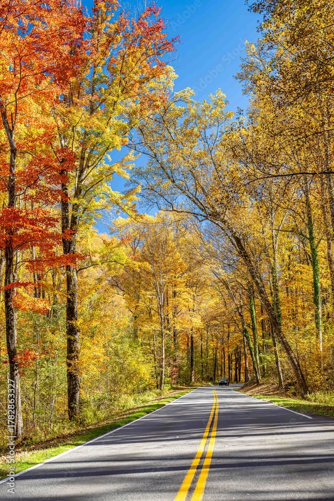 Obraz premium a ride in the fall through the forest