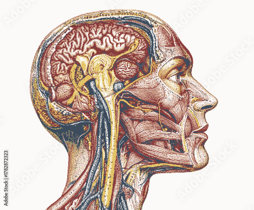 Anatomical illustration of a human head showing brain and nerves in detail