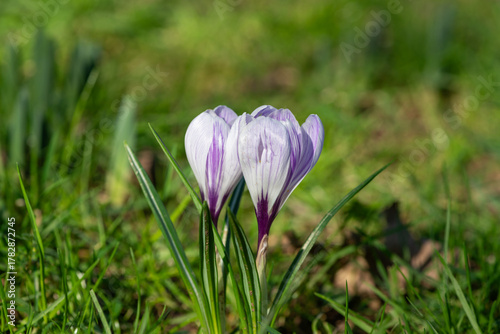 Obraz na plátně Spring crocus (crocus vernus) flowers in bloom