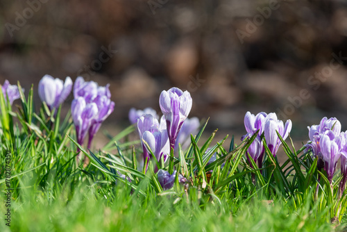 Papier peint Spring crocus (crocus vernus) flowers in bloom