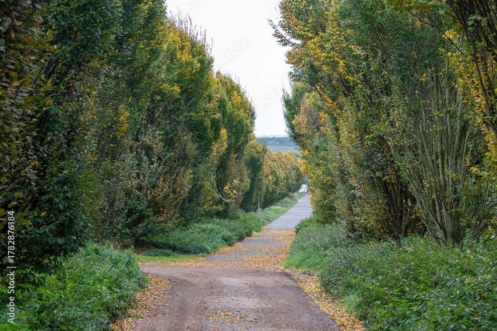 Naklejka premium path in the park, Zülpich, Germany