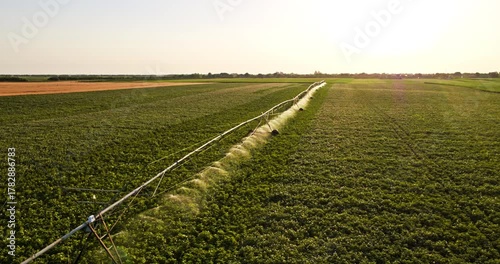 Potato field irrigation system watering growing crops at sunset
