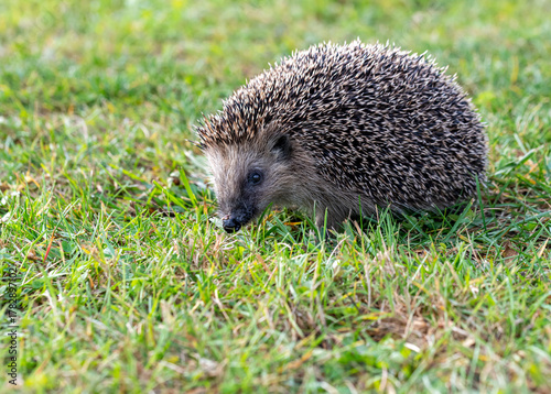 Igel im Herbst