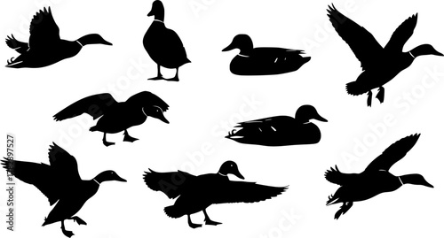 Collection of mallard duck silhouettes for designers. Flying and swimming. Vector illustration, EPS version.