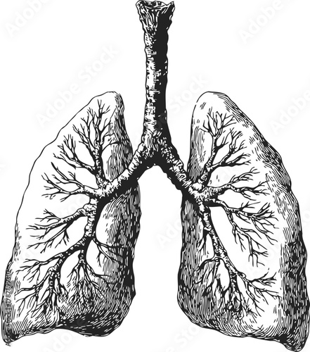 Lungs sketch, hand drawn vector anatomical illustration showing bronchial tree structure — stock vector
