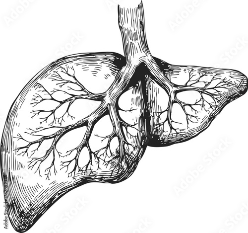 Liver sketch, hand drawn anatomical organ with branching vessels, detailed medical illustration — stock vector