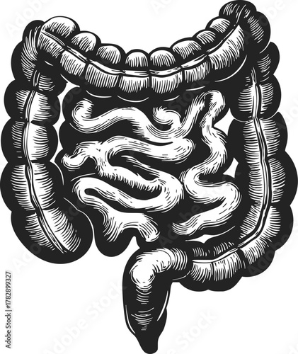 Human digestive system sketch, hand drawn vector showing intestines anatomy — stock vector