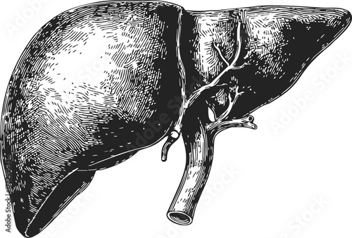 Liver sketch hand drawn anatomical illustration with visible bile ducts and texture — stock vector