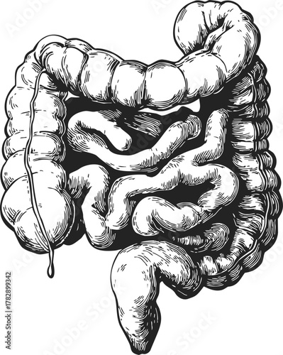 Human intestines sketch, hand drawn vector showing large and small intestine anatomy — stock vector