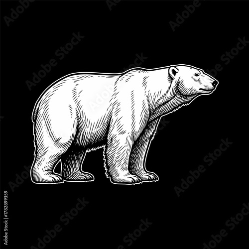 Polar Bear Detailed Vector Illustration
