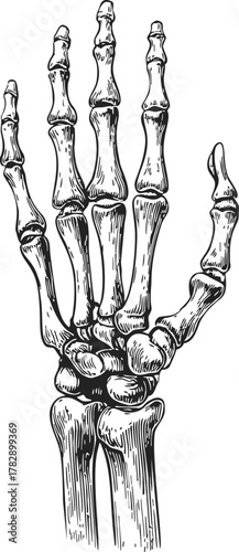 Skeleton hand sketch, hand drawn vector, detailed anatomical bone structure, palm and fingers — stock vector