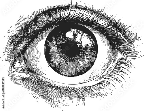 Eye sketch hand drawn detailed human iris and eyelashes close up — stock vector