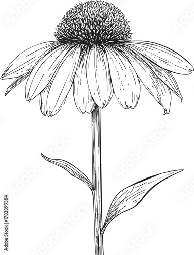 Echinacea flower, hand drawn sketch with drooping petals and spiky cone center — stock vector