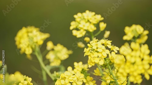 Yellow Flower Blossom Rapeseed Canola Agriculture Field. Beautiful Blooming Rapeseed Field Blue Sky in Springtime. Slow Motion. Close up of Yellow Flowers of Rape on Canola Background Blue Sky. 