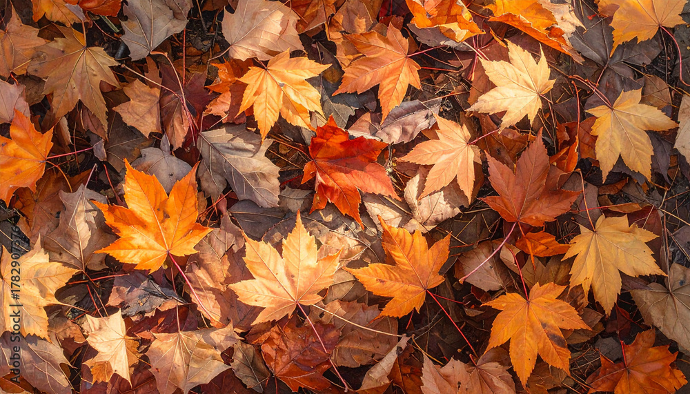 Obraz premium 地面を覆う色とりどりの紅葉の葉