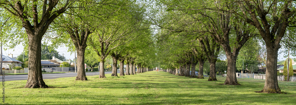 Obraz premium Tree-lined avenue in Camperdown, Victoria, Australia, featuring symmetrical rows of mature deciduous trees creating a canopy over a grassy median. Regional towns and spacious green public spaces