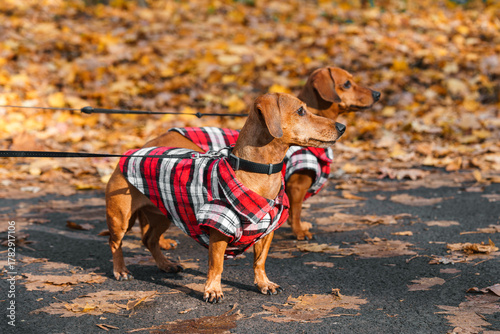 Two small brown dachshunds in red checkered outfit walks on leash in an autumn park. Portrait of domestic dogs outside. Animal, pet, dog breeding, four legged friend
