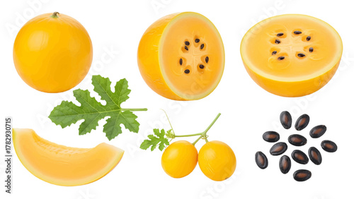 Vector illustration of collection of ripe cantaloupe melon slices, whole fruit, seeds, and leaf on a white background