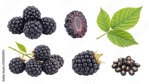 Vector illustration of collection of fresh blackberries on a white background
