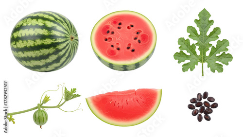 Vector illustration of collection of watermelon elements including a whole fruit, slice, seeds, and leaf on a white background