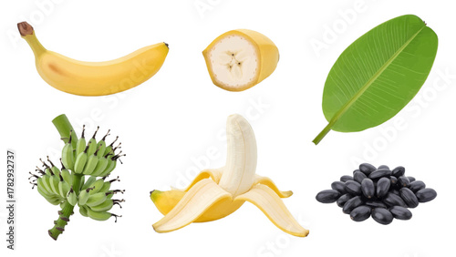 Vector illustration of collection of bananas and banana leaves on a white background