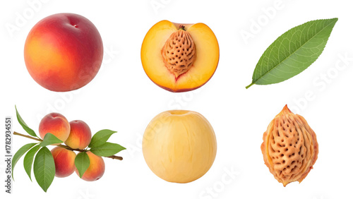 Vector illustration of collection of fresh peach elements on a white background
