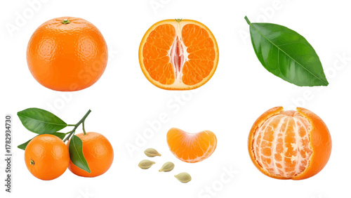 Vector illustration of collection of fresh tangerines and mandarins on a white background