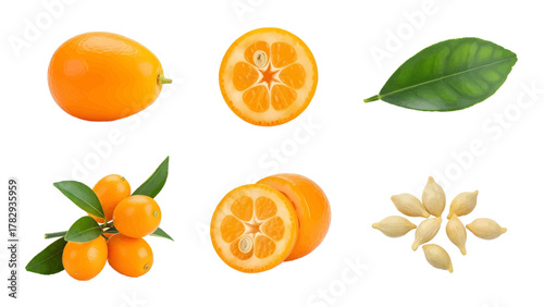 Vector illustration of kumquat fruit, cut kumquats, kumquat leaves, and kumquat seeds on a white background