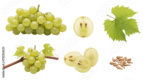 Vector illustration of collection of green grapes, cut grape, grape leaf, and grape seeds on a white background
