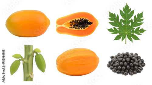 Vector illustration of collection of papaya fruit, leaf, stem, and seeds on a white background