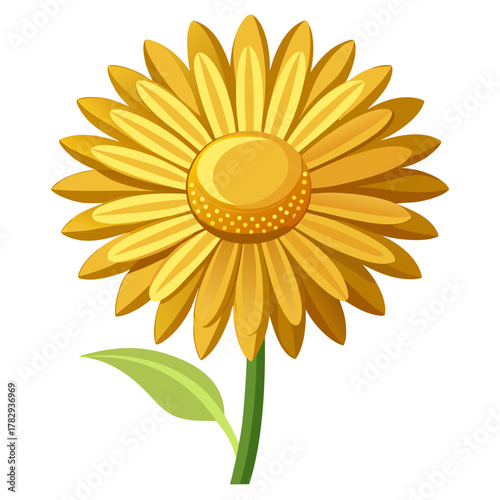 golden marguerite perennial on white background