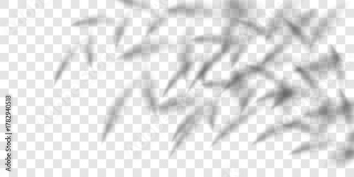 Bamboo spring shadow, plant leaf bg. Palm tree tropic overlay, light cast 3d gobo shade. Delicate summer branch, floral product wall studio. Tropical transparent texture, sunshine interior pattern.