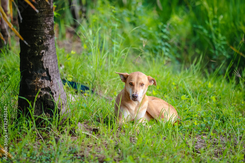 Brown Dog Resting Under Tree in Green Field Thailand