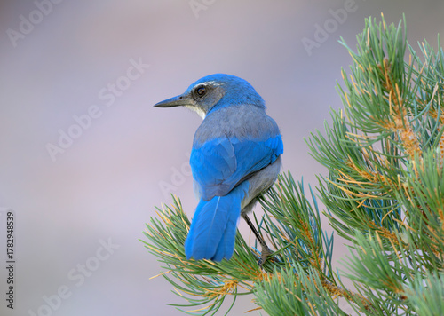 Woodhouse's scrub-jay (Aphelocoma woodhouseii) on a pine, Red Rock canyon, Nevada, USA