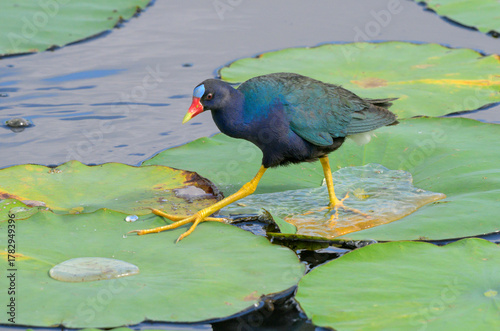 Εκτύπωση καμβά Purple gallinule (Porphyrio martinica) walking on lotus leaves on lake surface,