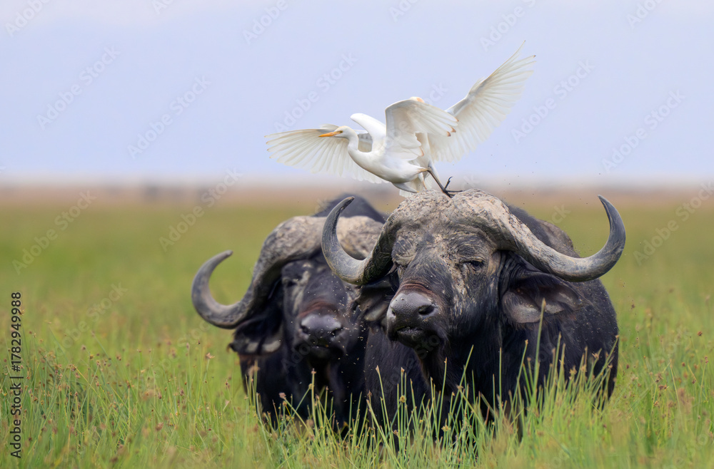 Naklejka premium Cape buffalo (Syncerus caffer caffer) with cattle egrets (Bubulcus ibis) in Lake nakuru National Park, Kenya.