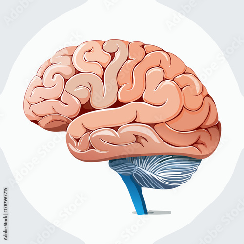 Anatomical illustration of the human brain.