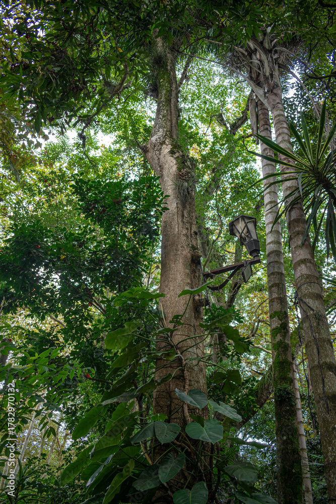 Fototapeta premium Towering Trees and Lush Canopy in a Tropical Garden with Vintage Lamp, Xalapa, Mexico