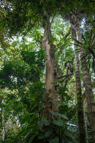 Towering Trees and Lush Canopy in a Tropical Garden with Vintage Lamp, Xalapa, Mexico