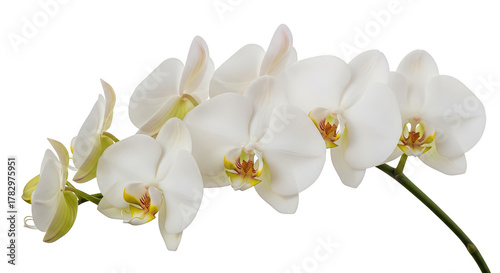 Elegant White Phalaenopsis Orchid Blooms On Black Background
