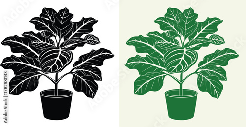 Stylish fiddle leaf fig plant in monochrome and green tones for modern interiors bringing nature indoors creating a vibrant, fresh, and inviting space