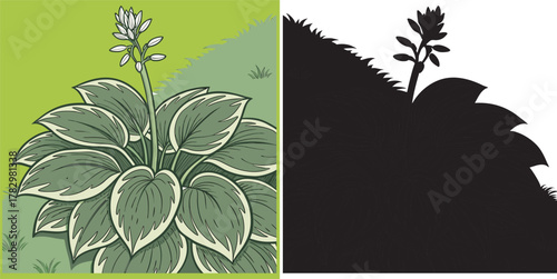Discover beautiful Hosta illustration with flowering spike and silhouette, perfect for adding a touch of nature to your designs and creative projects