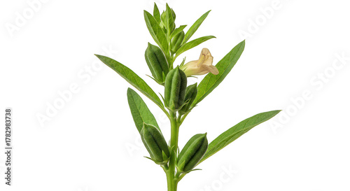 Sesame Plant with Green Leaves, Unripe Pods, and a Single Flower on Black